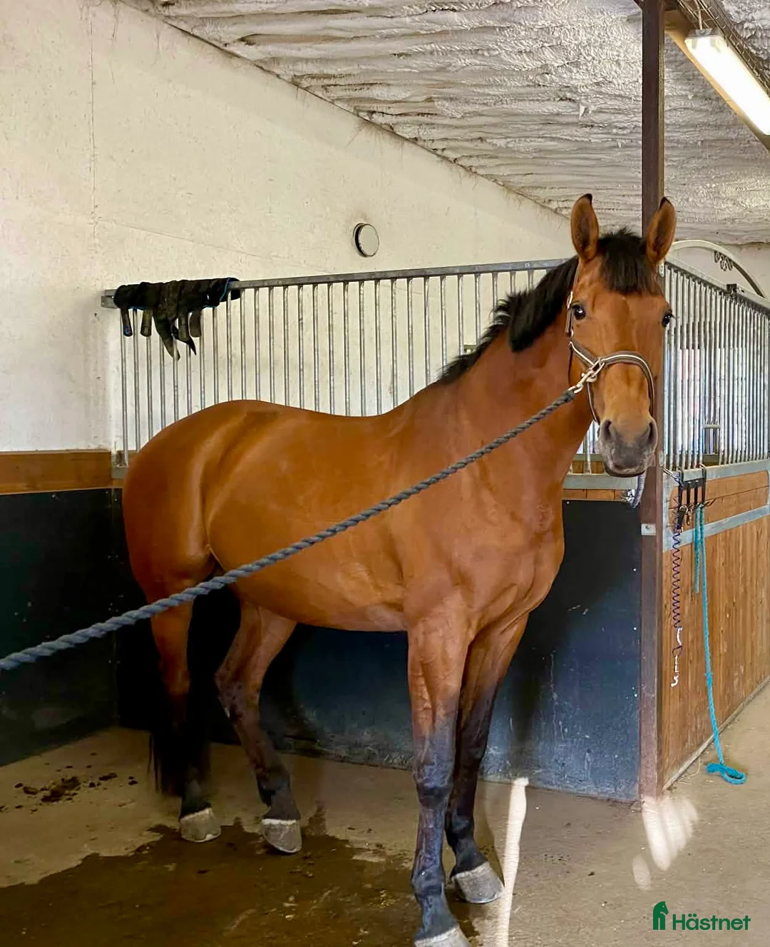 Sällskap hästar till salu: Sällskapshäst/avel i Frösön - Annons 2