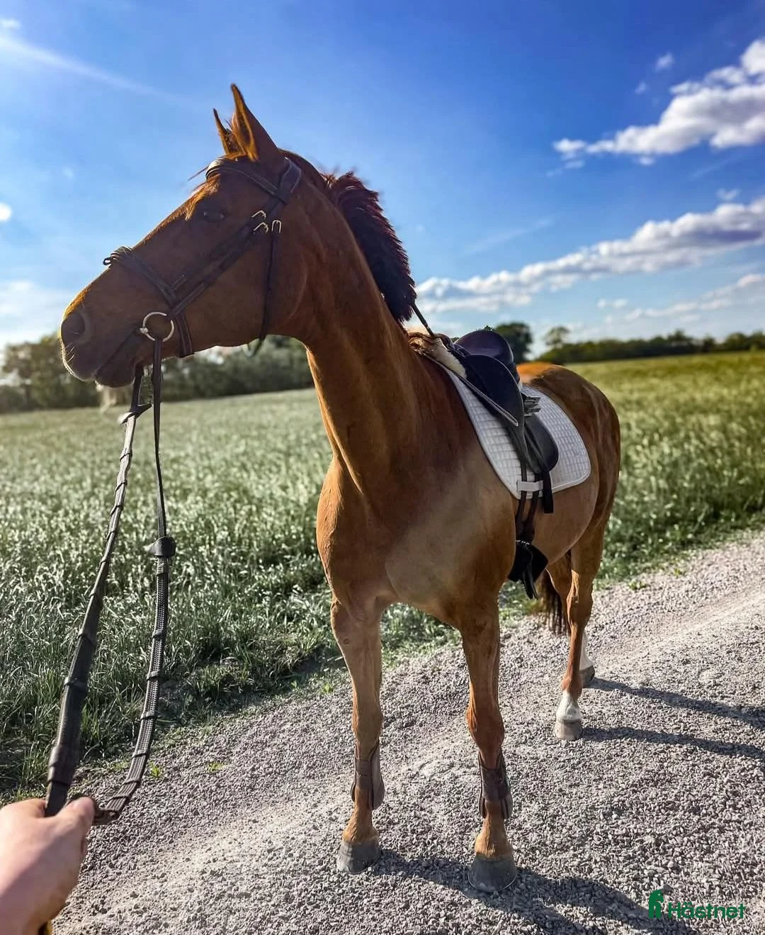 Allround hästar till salu: 💫Läromästare/allround💫 - Annons 5