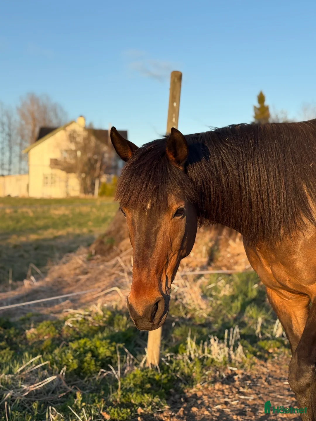 Trav hästar till salu: Lillan - Annons 2