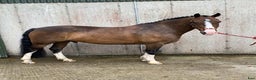 Hoppning hästar till salu: Welsh gelding 140cm i Ljungby - Annons 13