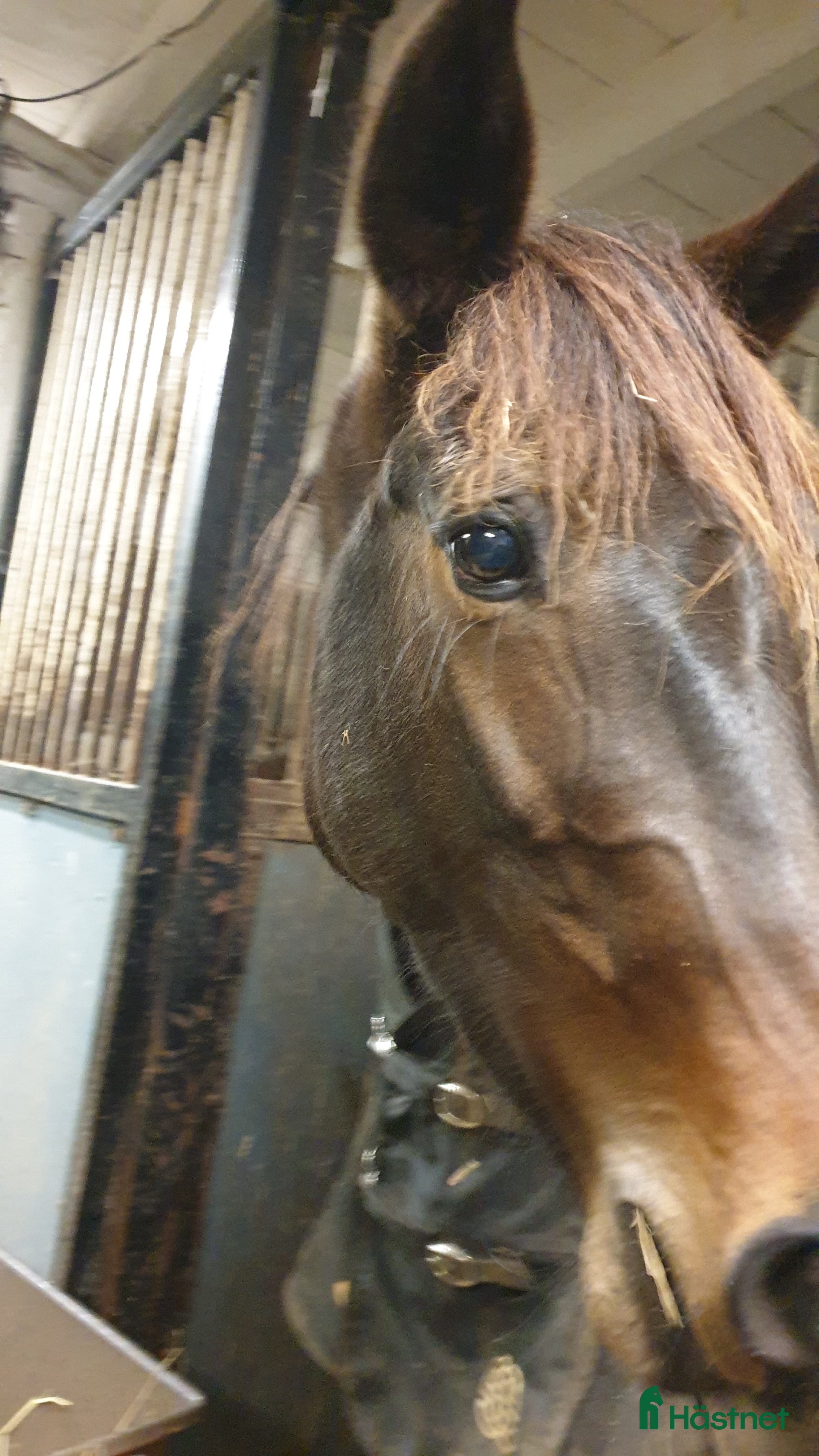  hästar Sauveur dotter - Annons 10