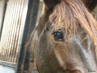 hästar Sauveur dotter - Annons 10