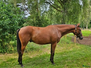 hästar i Ljungbyhed - Annons 16