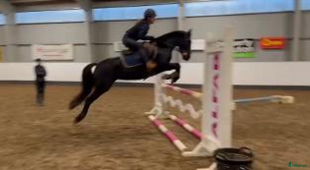 Hoppning hästar till salu: Sockersöt tävlingsponny kat.C - Annons 4