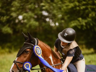 hästar Din nästa bästa kompis? i Söderköping - Annons 9