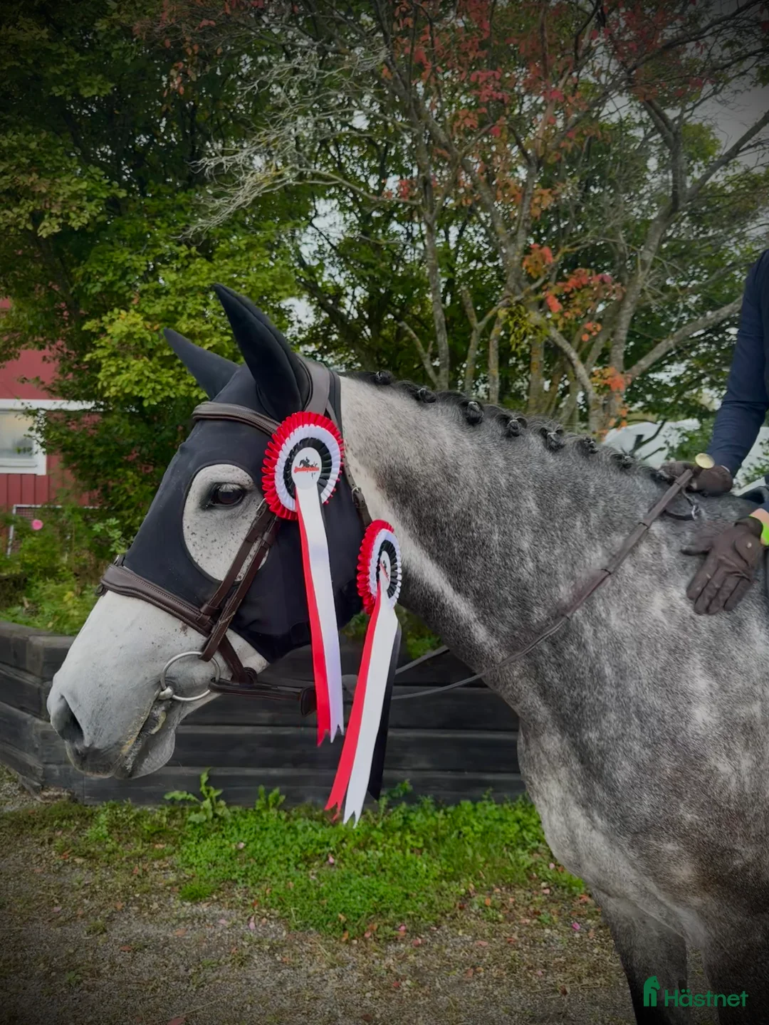 Hoppning hästar till salu: Hoppstammat sto med trevliga gångarter! i Bergby - Annons 3