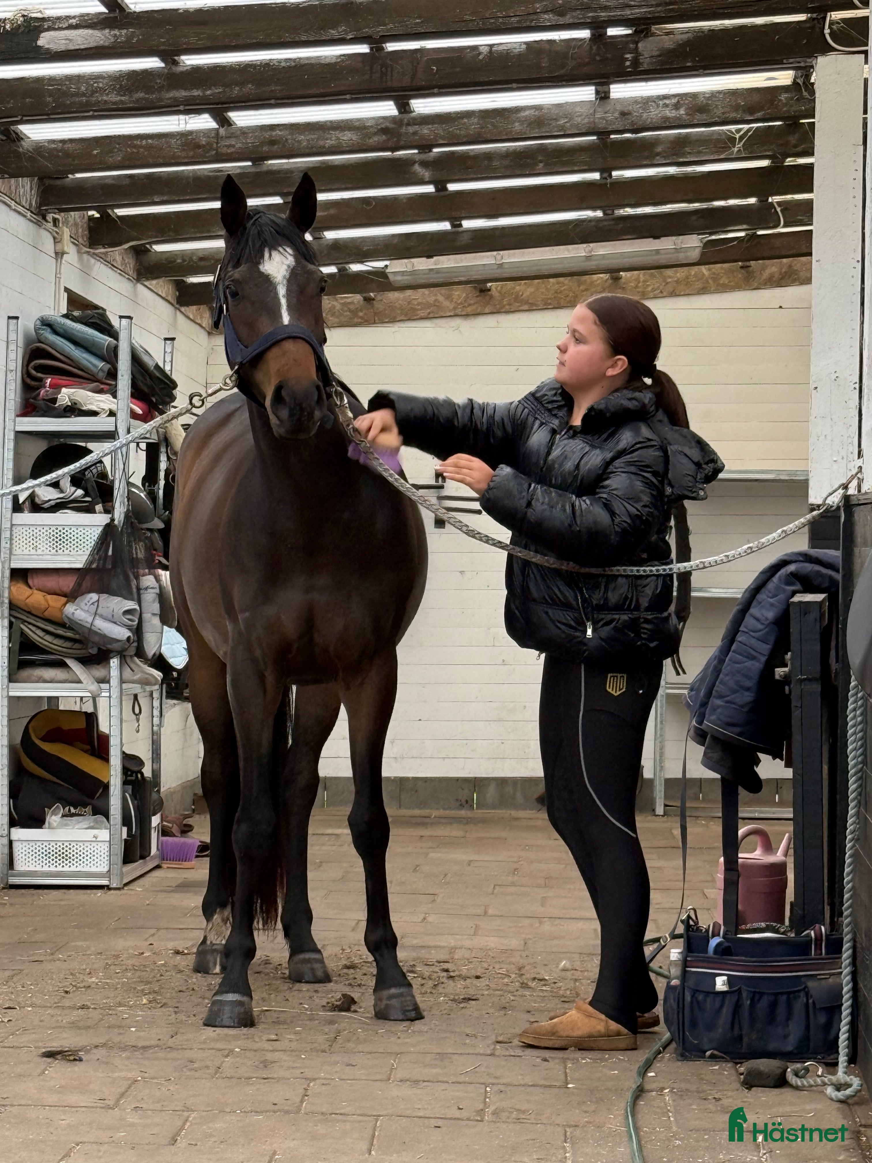  hästar Lyxig D-ponny för hoppning  i Skivarp - Annons 11