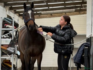 hästar Lyxig D-ponny för hoppning i Skivarp - Annons 5