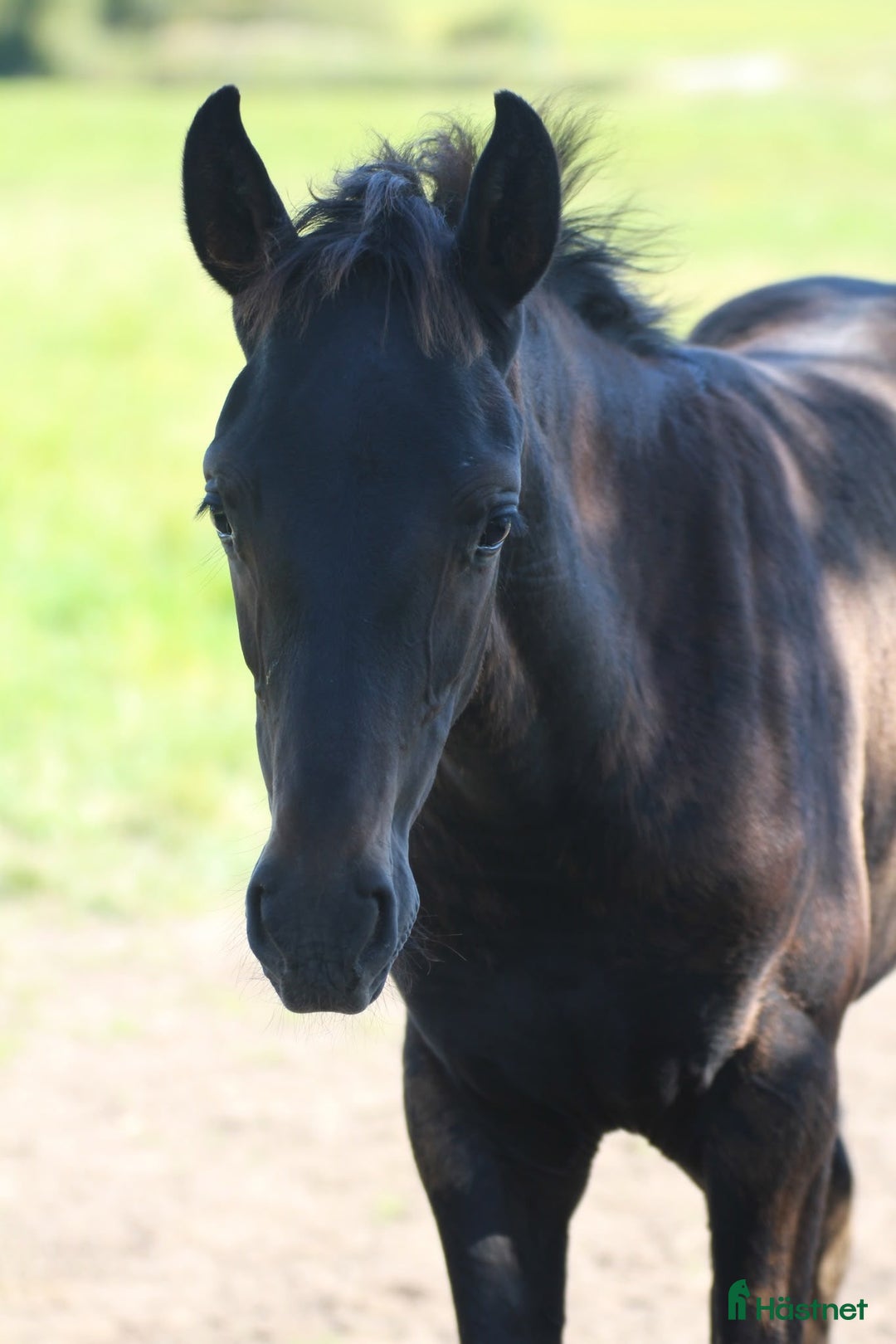 Dressyr hästar till salu: Hingstföl e. Bon Esprit- Fürstenball i Nol - Annons 5