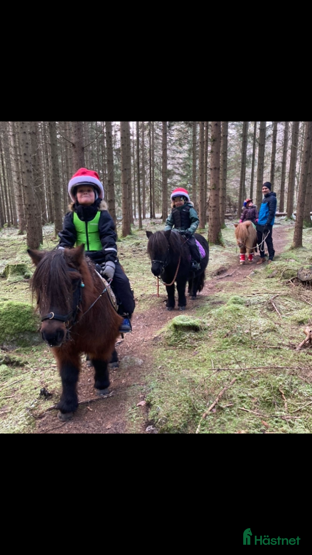 Allround hästar till salu: Trygg barnponny  i Mölltorp - Annons 7