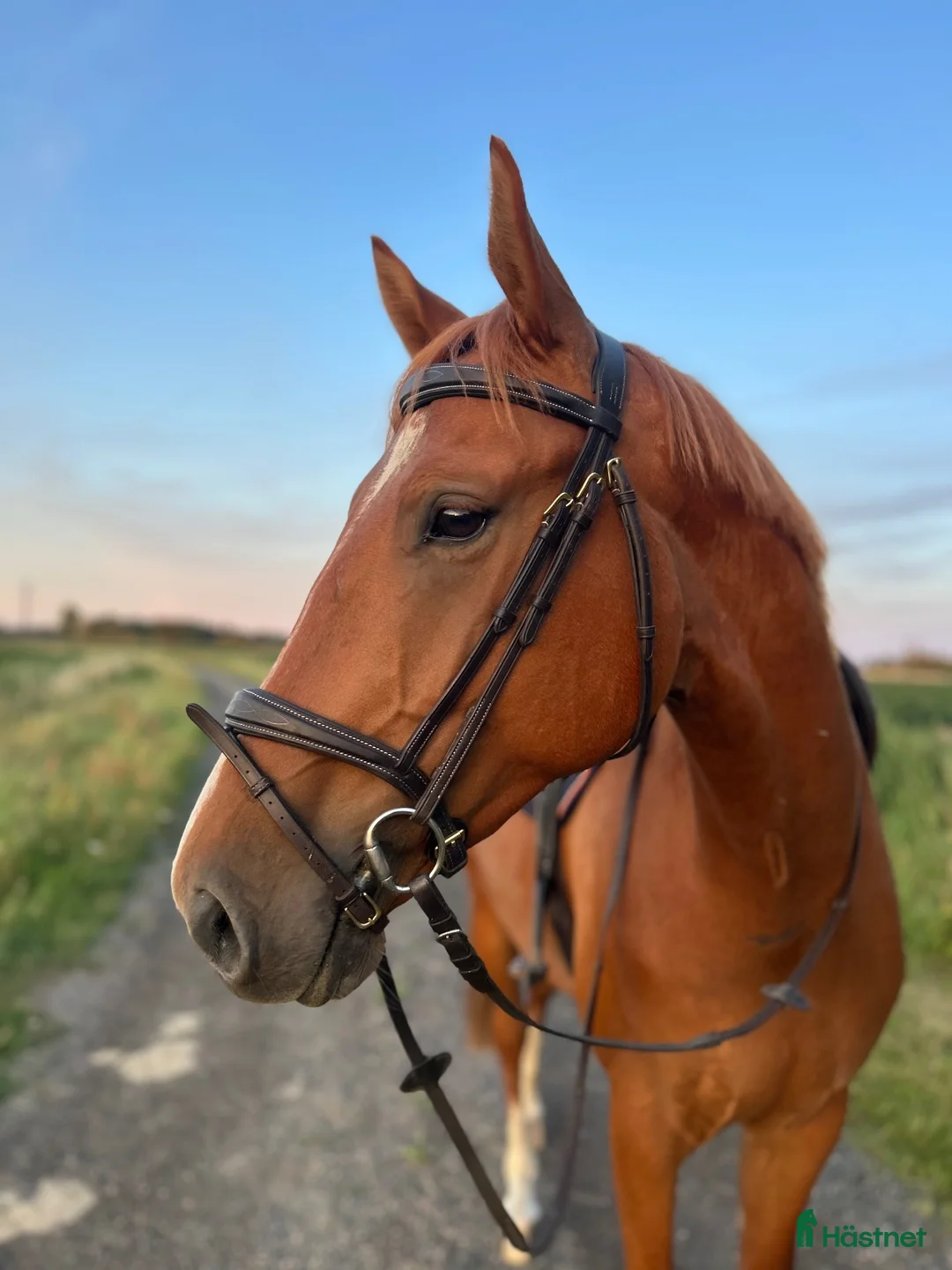 Hoppning hästar till salu: Snäll 5åring med toppstam  - Annons 2