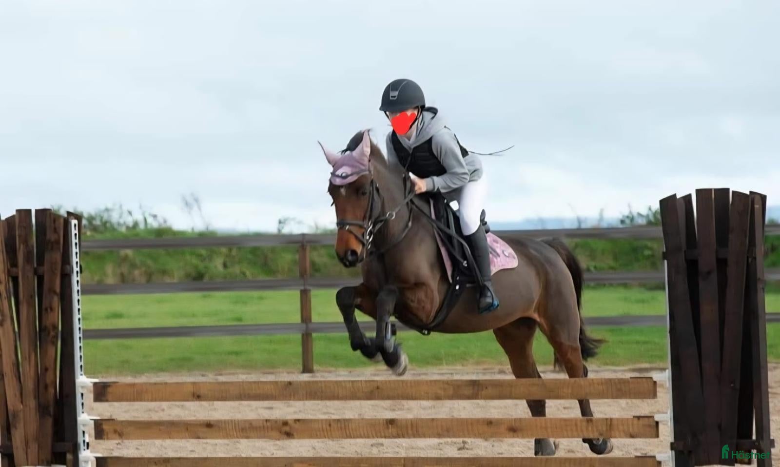 hästar Perfekt tävlingskompis i Mörlunda - Annons 19