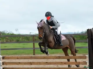hästar Perfekt tävlingskompis i Mörlunda - Annons 19