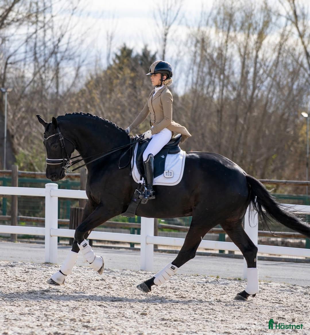  hästar Fin 9-årig allroundhäst med hjärta och kapacitet  - Annons 4