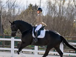 hästar Fin 9-årig allroundhäst med hjärta och kapacitet - Annons 4