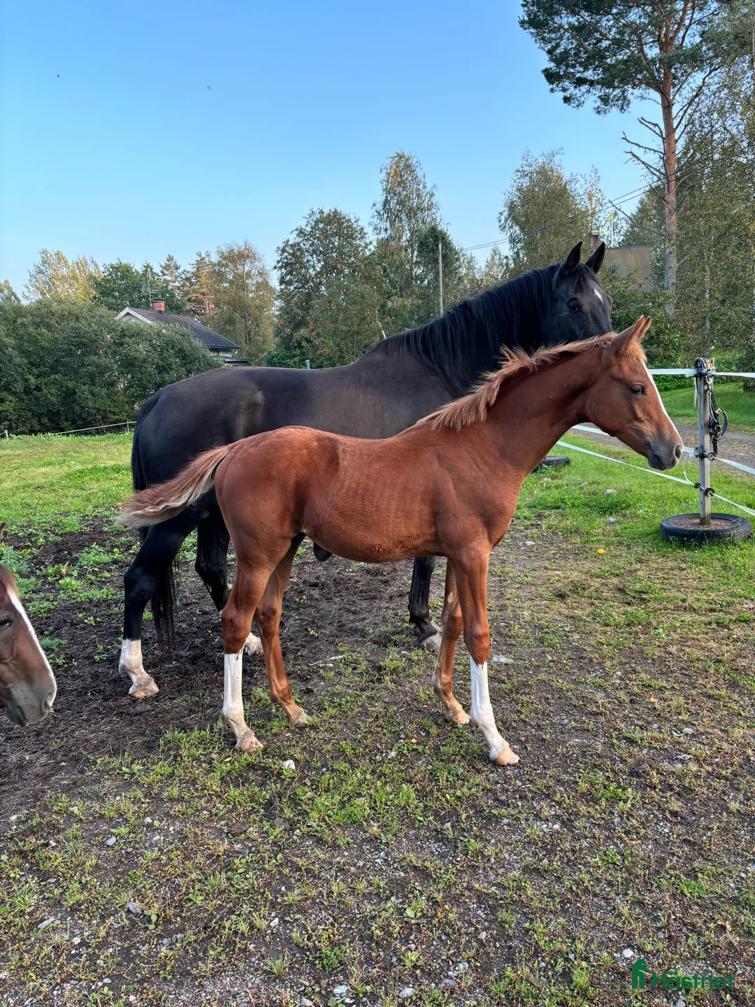 Avelshästar hästar till salu: Avelsto e: Total Hope - Annons 5