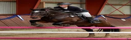 Hoppning hästar till salu: Stjerne lære og stævnepony masser af kapacitet - Annons 6