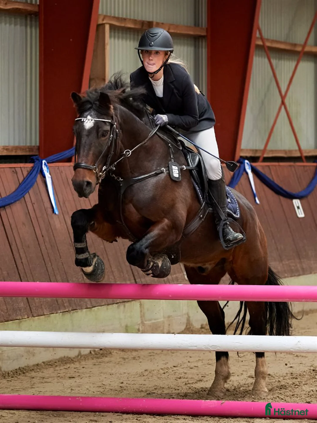 Hoppning hästar till salu: Stjerne lære og stævnepony masser af kapacitet - Annons 6