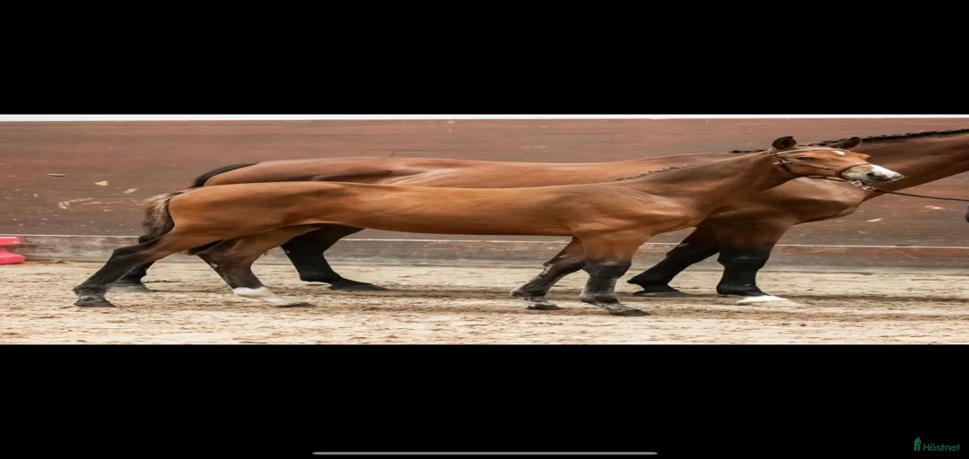 Galleribild {{count}}