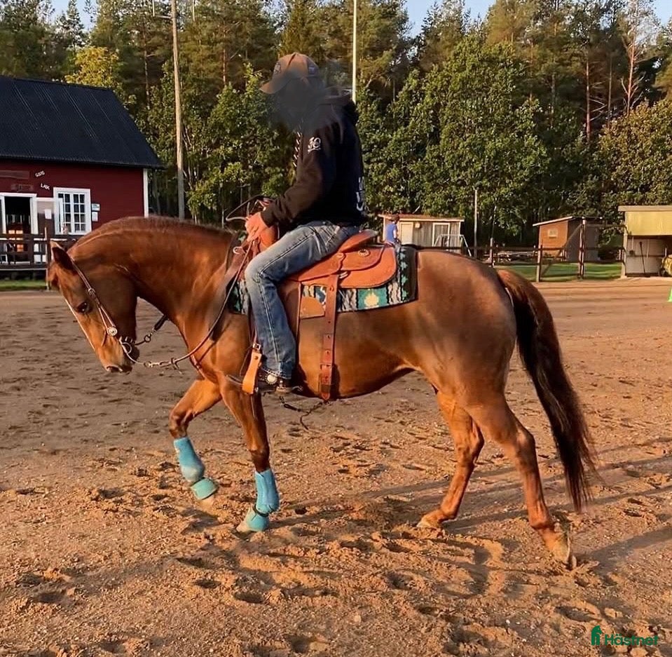  hästar Allround Westernsto - Annons 3