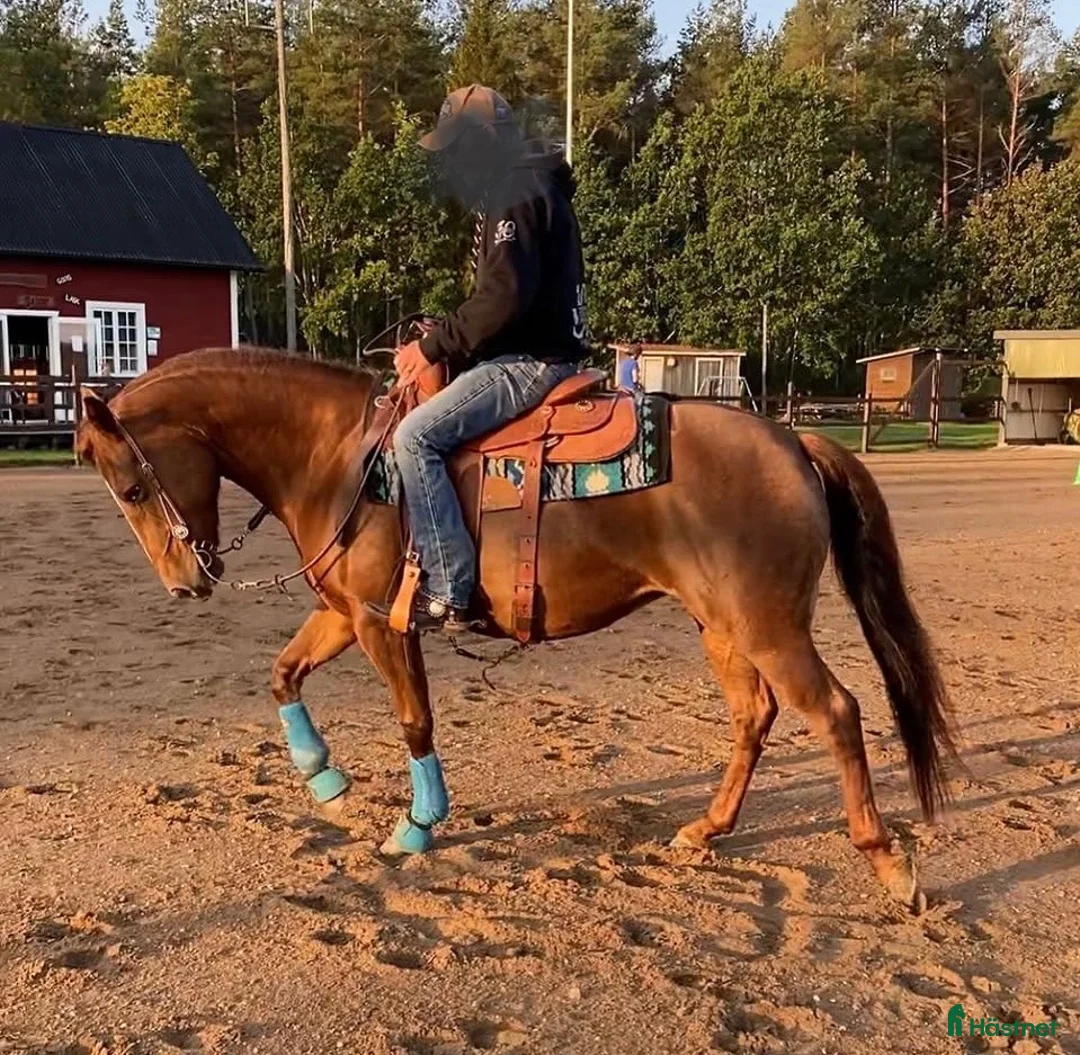 Western hästar till salu: Allround Westernsto i Havdhem - Annons 1