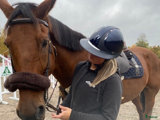 medryttarhäst sökes: Söker medryttarhäst i Västmanland i Arboga - Annons 12