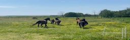  stallplats finnes: Lediga stallplatser  - Annons 5