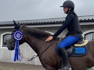 Schabrak & Vojlockar hästutrustning till salu: Equiline schabrack i Härryda - Annons 18