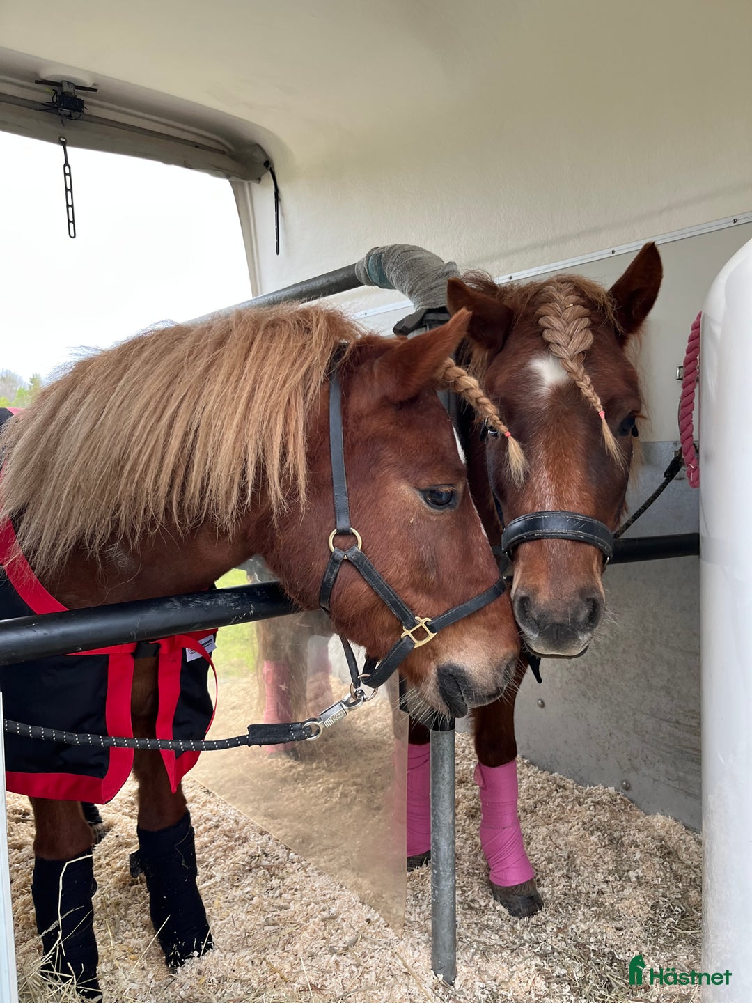 Trav hästar till salu: Trevliga, snälla och duktiga travponnys till salu i Örebro - Annons 13