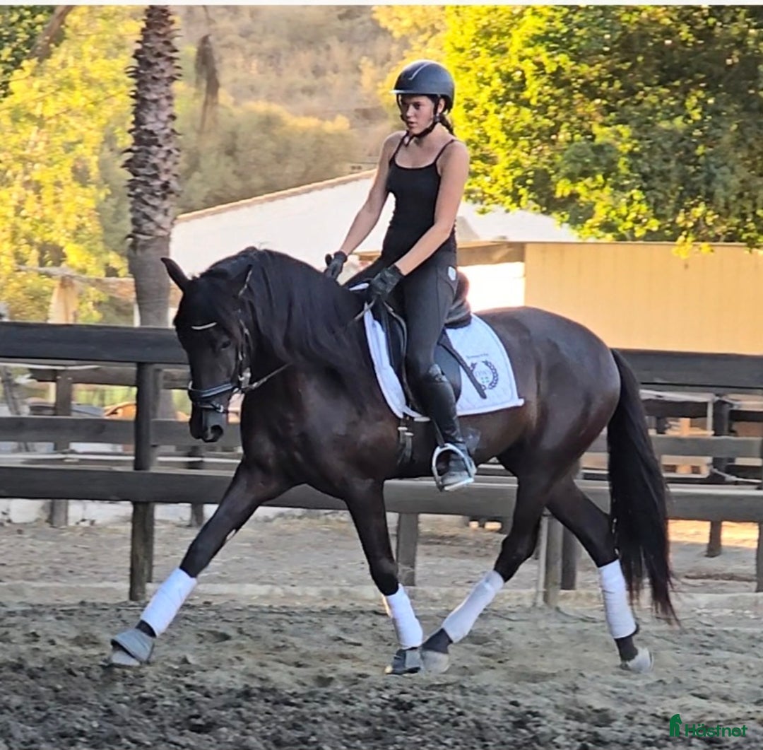 Dressyr hästar till salu: Trevliga hästar I Spanien  i Mijas - Annons 2