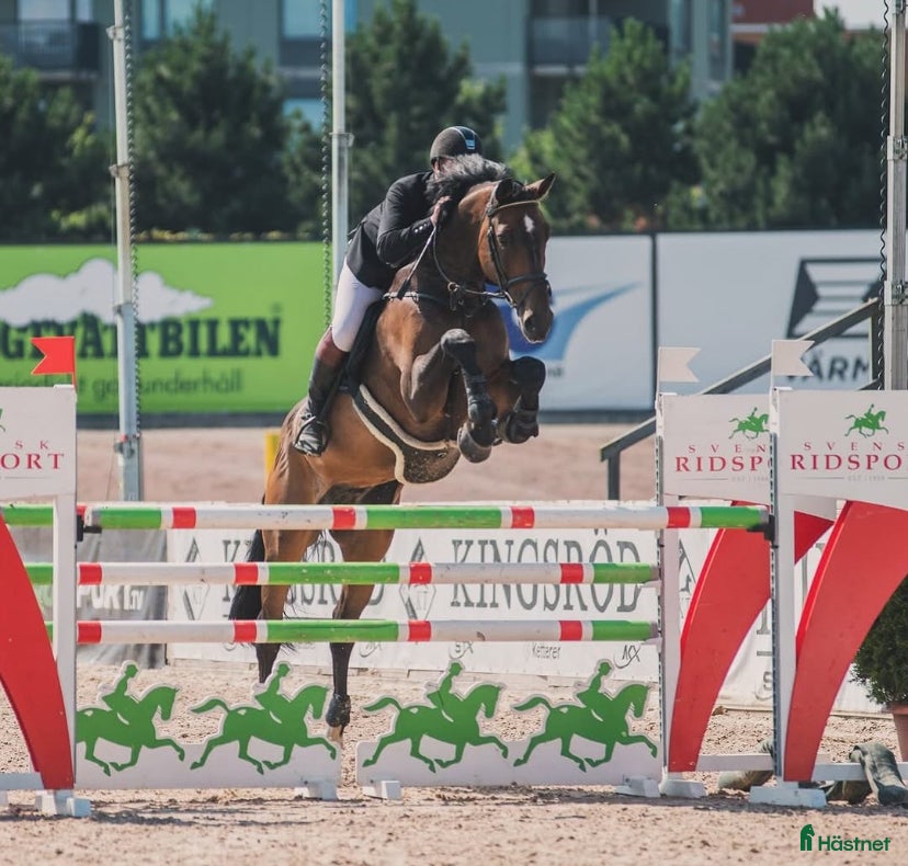  hästar Läromästare i hoppning, perfekt juniorhäst  i Sparreholm - Annons 12