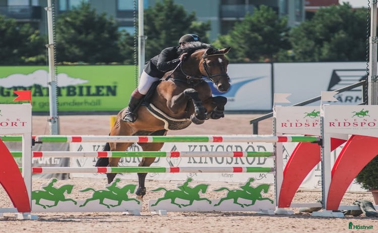 hästar Läromästare i hoppning  i Sparreholm - Annons 2