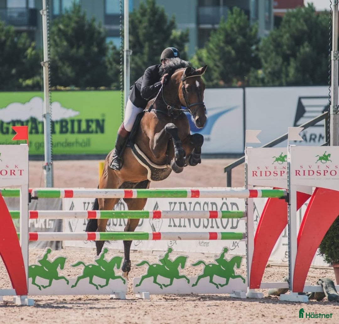 Hoppning hästar till salu: Läromästare i hoppning, perfekt juniorhäst  i Sparreholm - Annons 1