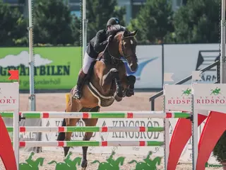 Hoppning hästar till salu: Läromästare i hoppning, perfekt juniorhäst - Annons 2