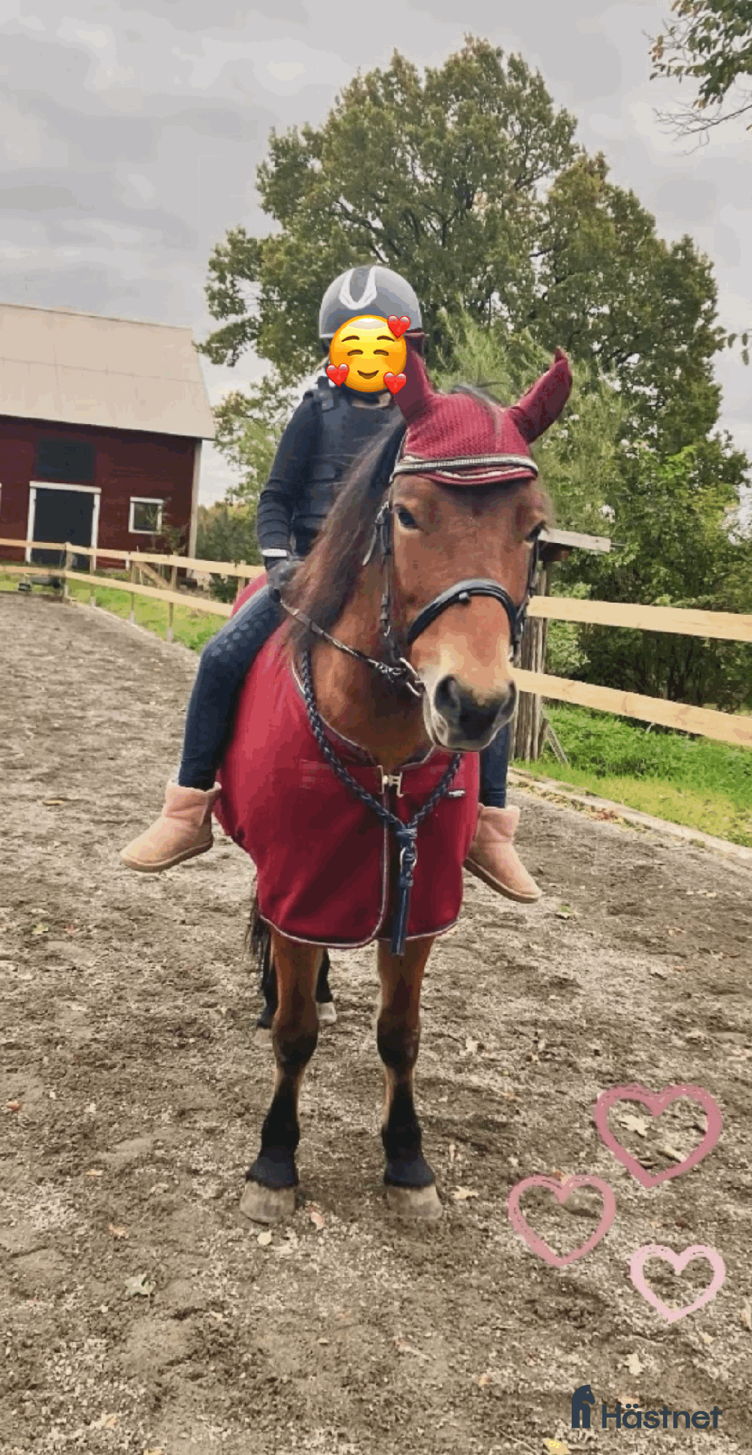 Allround hästar till salu: Allround stark korsning som gillar att hoppa i Söderköping - Annons 2