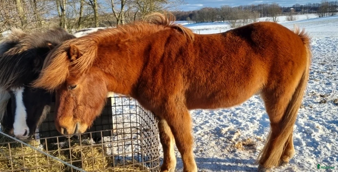Island hästar till salu: Eldskimrande fuxkille  - Annons 1