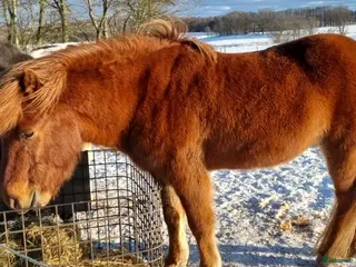 hästar Eldskimrande fuxkille - Annons 1