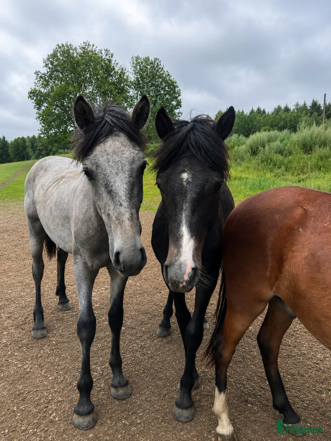 Allround hästar till salu: 2 fullstammade unghingstar söker nytt 🏠 - Annons 1