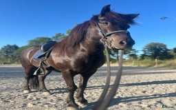 Island hästar till salu: Vackert lovande sto i Torsås - Bild 1