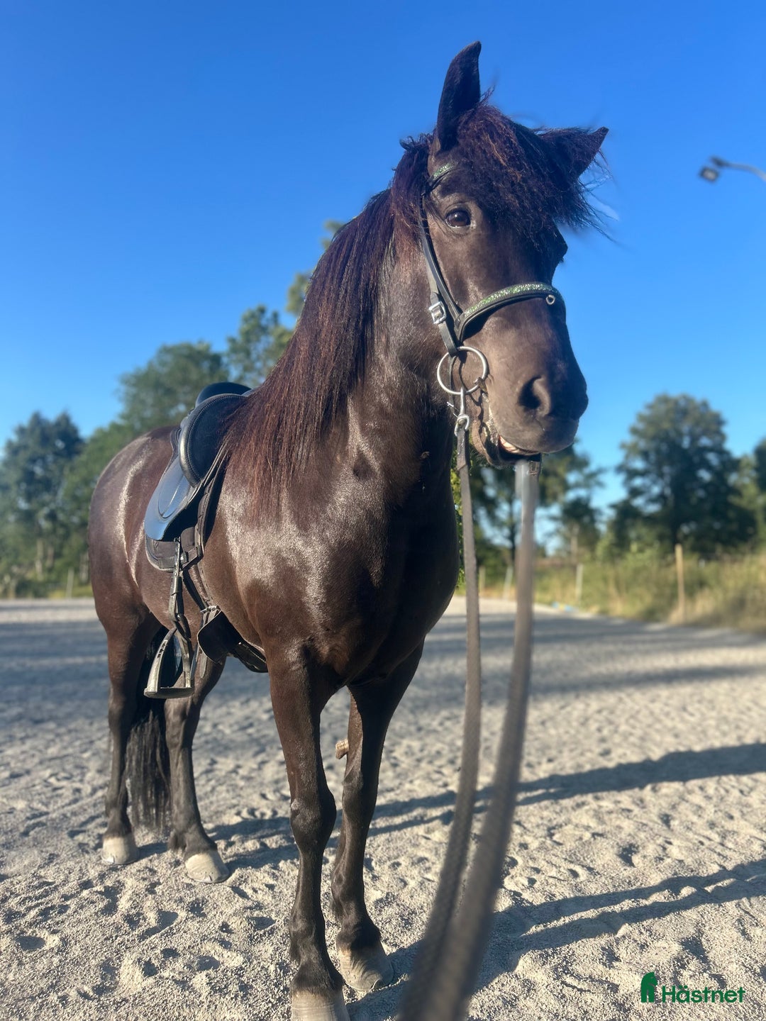 Island hästar till salu: Vackert lovande sto i Torsås - Bild 1