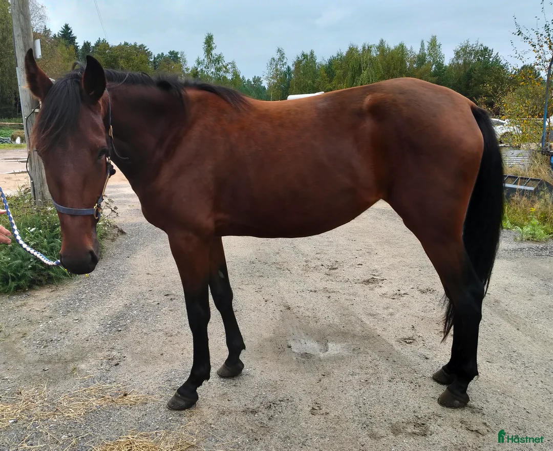 Trav hästar till salu: 2 st 2-åringar i Bygdeå - Annons 3