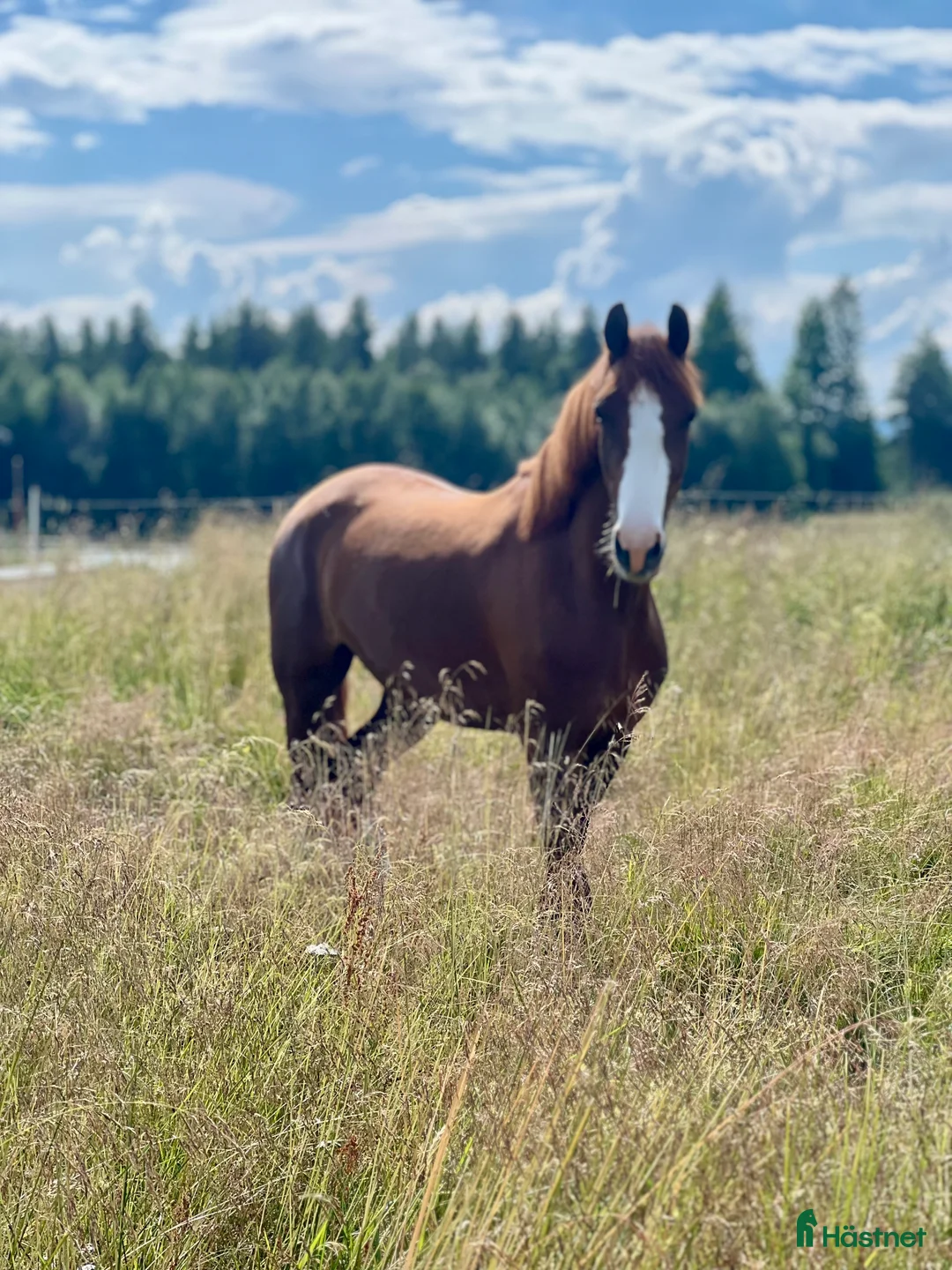 Dressyr hästar till salu: Fint ungsto efter Sibelius (SWB) i Sveg - Annons 1