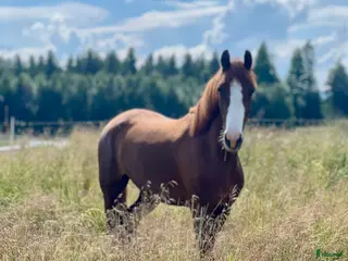 hästar Fint ungsto efter Sibelius (SWB) - Annons 2