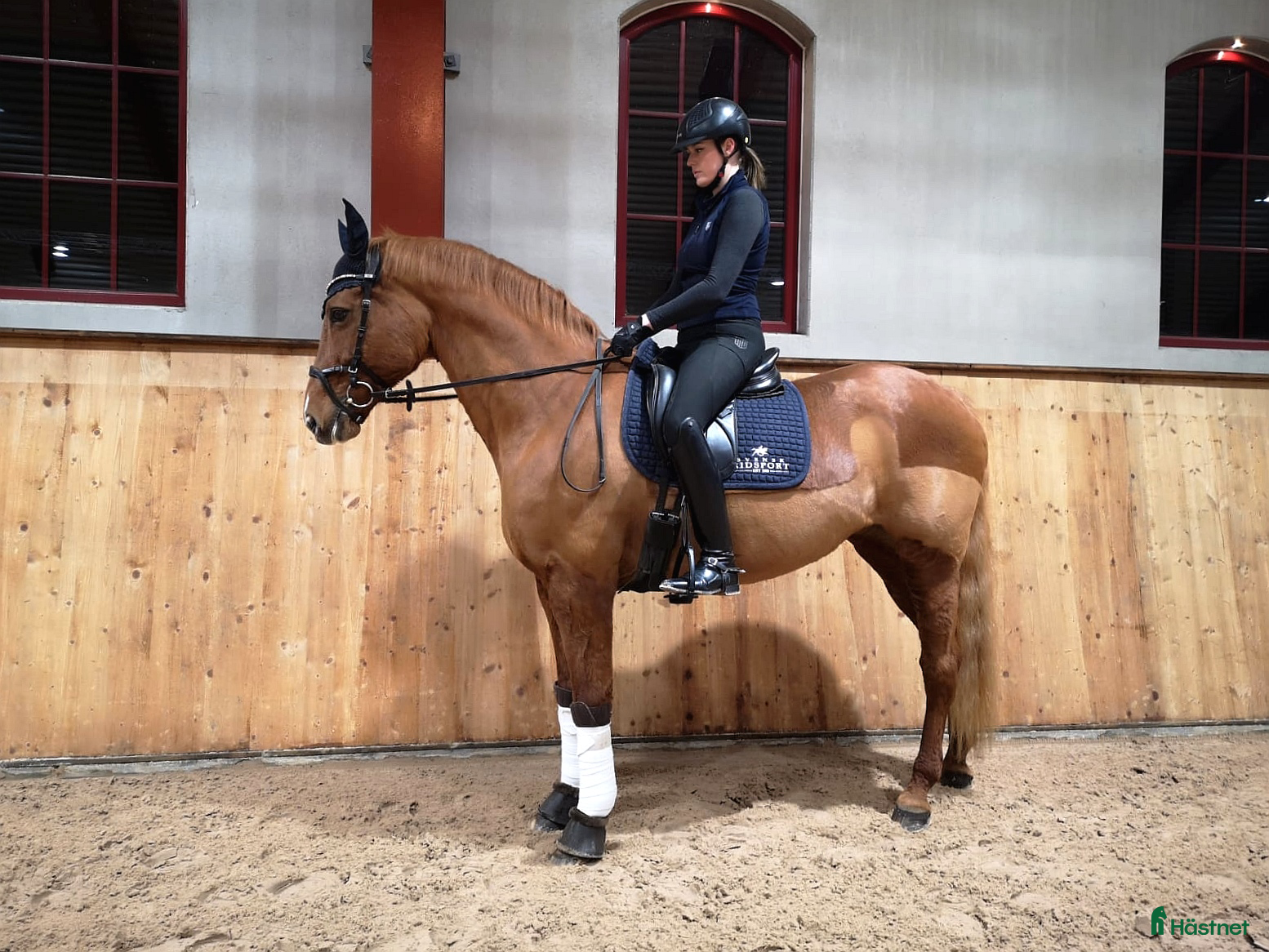  hästar (Tingad!)Trevlig allroundhäst med högt avelsvärde! i Tidaholm - Annons 12