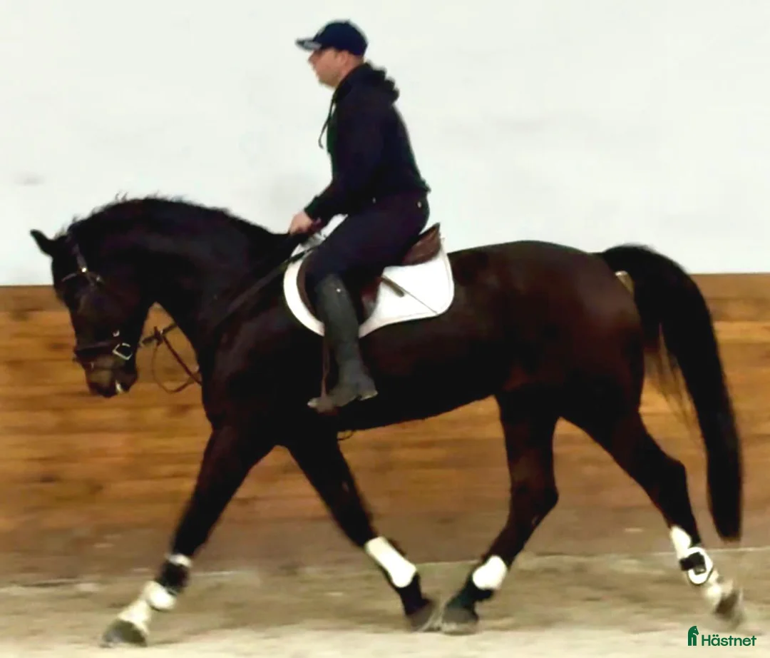 Allround hästar till salu: 7-Year-Old Bay Gelding – Polish Warmblood i Stockholm - Annons 3