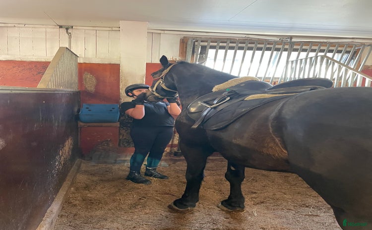  medryttarhäst sökes i Muskö - Annons 14