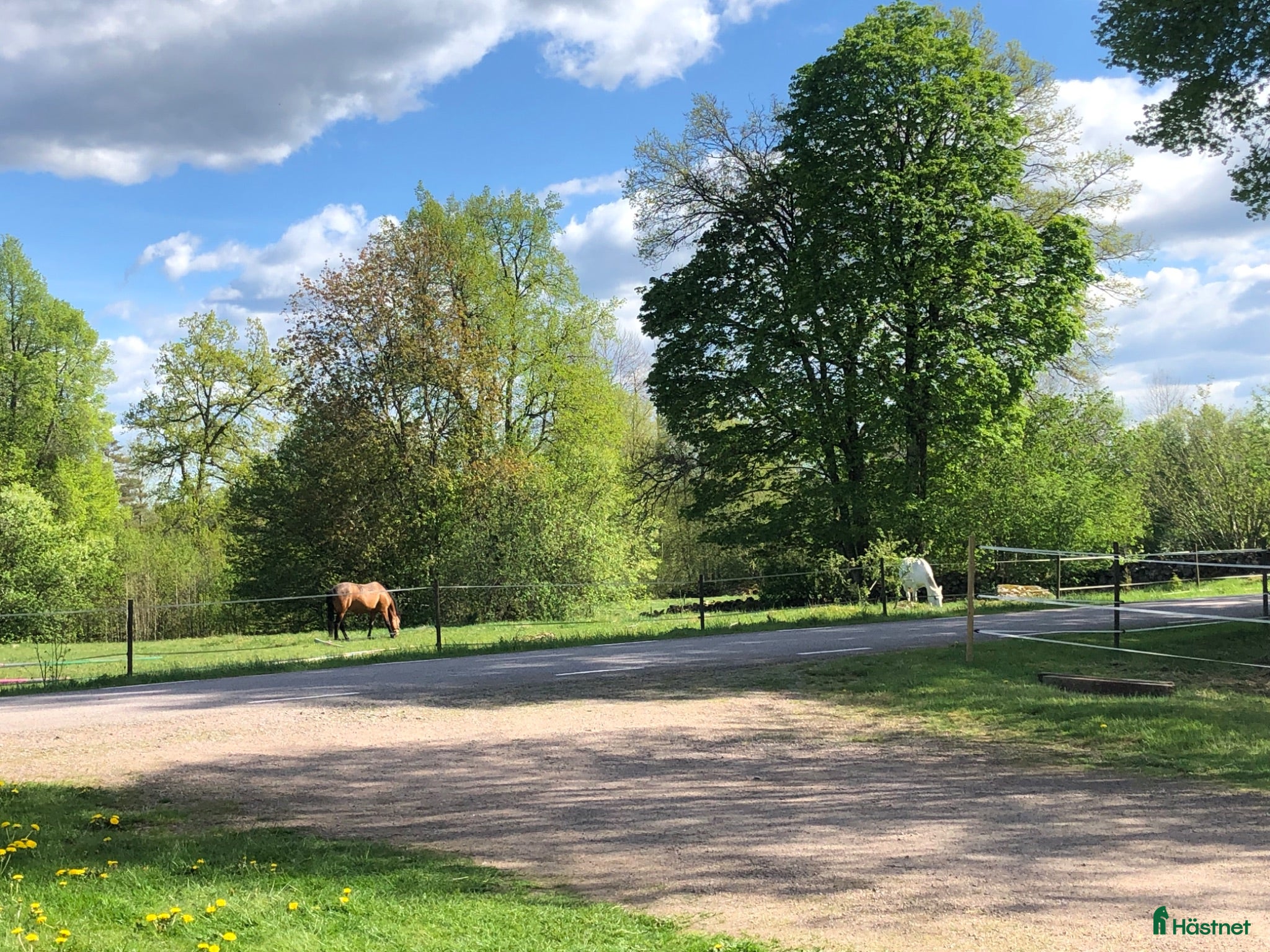  hästar Har du en trevlig ponny som söker nytt hem? - Annons 2