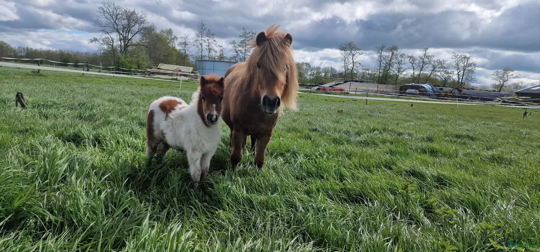 Övrigt hästar till salu: 🌸 Vacker 10-årig shetlandsponnysto till salu 🌸 - Annons 2