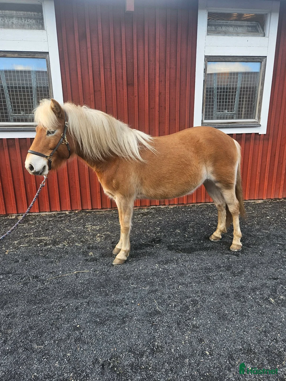 Övrigt hästar till salu: Gotlandsruss, sto f:2016 i Vaggeryd - Annons 3