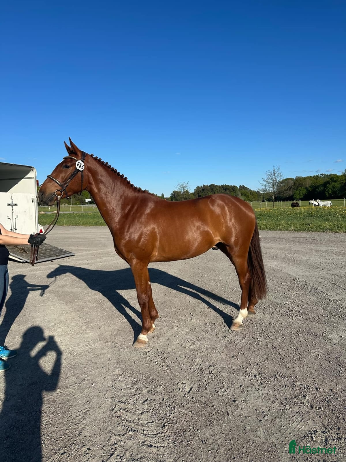  foderhäst Utveckla toppstammad 4 åring! - nabab de reve  - Annons 1